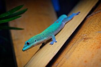 Phelsuma Laticauda blue line 0.0.3