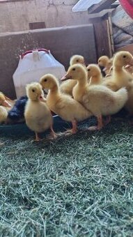 Kacka brojler kačiatka