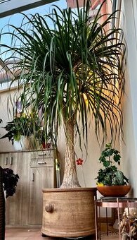 Na predaj: Slonia noha (Beaucarnea recurvata) - 15 rokov