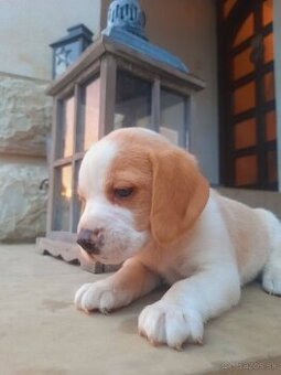 Beagl, beagle, bigl