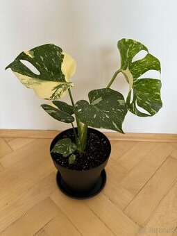 Monstera albo