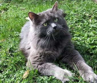 Ragdoll mačiatka