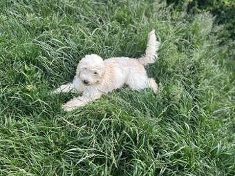 Maltezak kríženy s cavalierom