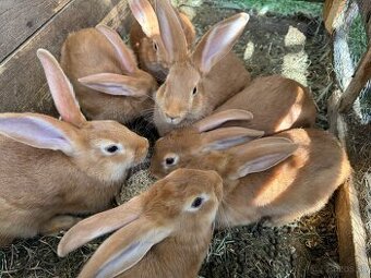 Predám burgundské králiky – čistokrvné 🐰