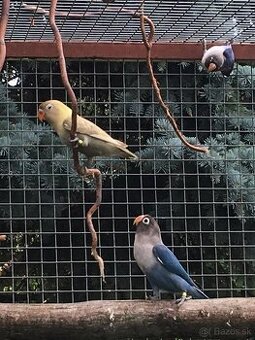 Agapornis skraboskovy - 1