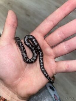 Piesocnik pestry /eryx colubrinus/ ANERY