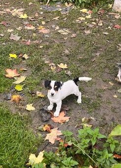 Jack russel terier