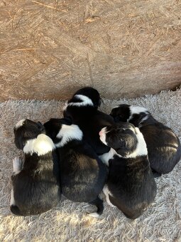 Predám šteniatka border kolie – otec mix border kolie