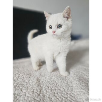 Perzská krížená s mývaliou