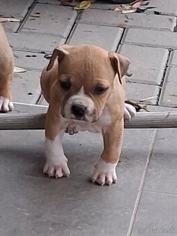 Americky stafordsirsky terier