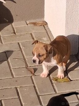 Americky stafordsirsky terier