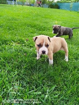 Americky stafordsirsky terier