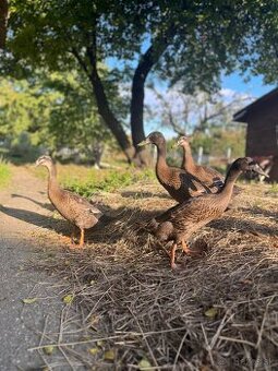Indické bežce - kačery / nepokrvný pár - do dobrých rúk