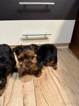 York, Yorkshire, Yorkshire terier, mini yorkshire