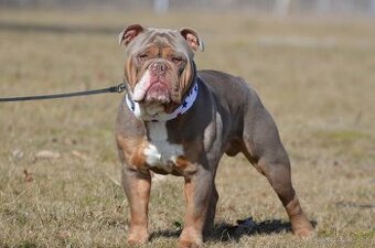 BULDOK-BULDOG-BULLDOG-KTO DARUJE