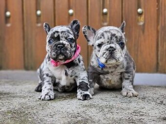 Francúzsky buldoček modrý merle