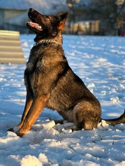 nemecky ovciak bez PP psi a suky