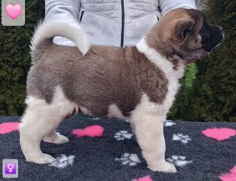 Americká akita (American akita) s PP