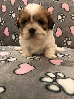 Predám šteniatka plemena shi tzu