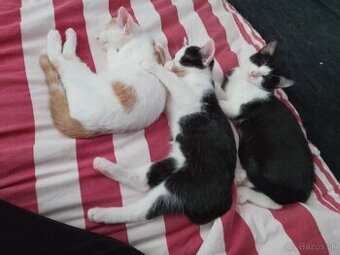 3 mesačné mačiatka