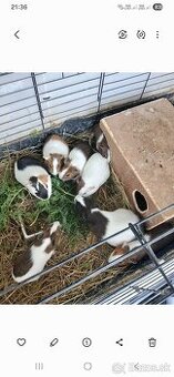 Ponukam na predaj morčata