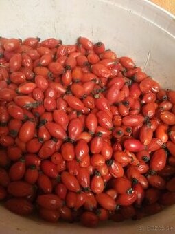 Šípky - čerstvé po mrazoch