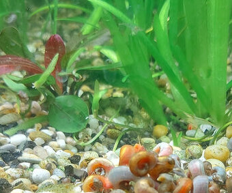 Slimáky Modré, ružové, hnedé - kotúľky