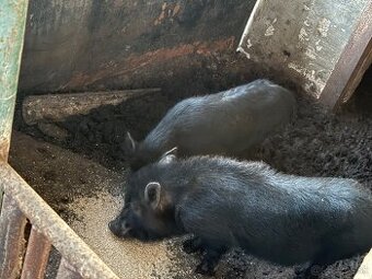 Predám vietnamské kanceky