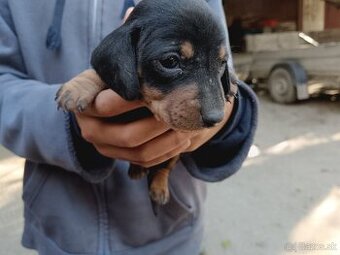 Jazvečík hladkosrtý