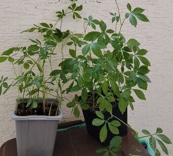 Jiaogulan - zensen - liečivka i dekoratívna rastlina