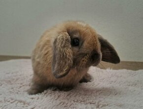 Zakrslý králik,  minilop  baranček