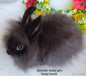 Zakrslý králik teddy gén s VP - samček kuní hnedý