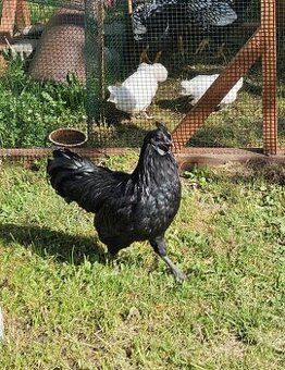 Kohút Ayam Cemani