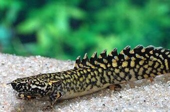 Polypterus ornatipinnis