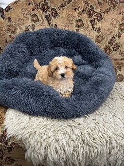 Maltipoo