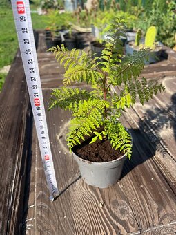Jacaranda Mimosifolia
