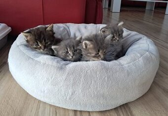 Malé flufaté mačiatka - Mainská Mývalia
