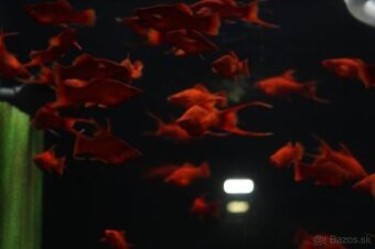 ⛔️Xiphophorus Helleri Red Ruby⛔️