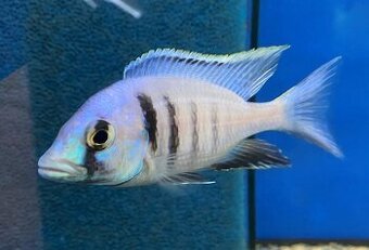 Placidochromis - 1
