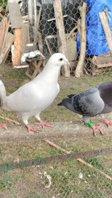 Postové holuby biele