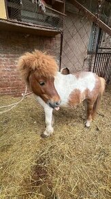 Shetlandský pony - 1