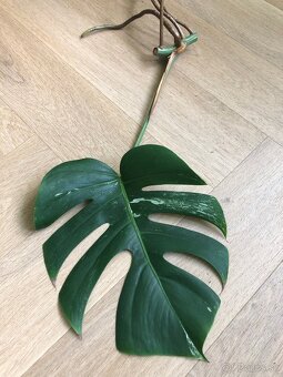Predam odrezky Monstera Albo