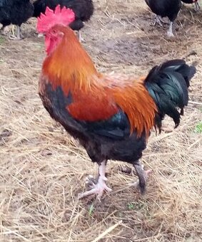 NV tmavohnedé Marans