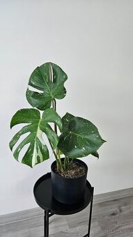 Monstera Thai Constellation