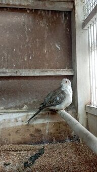 Holúbky diamantové