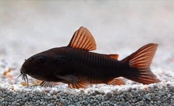 ‼️Corydoras Venezuela Black ‼️