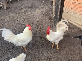 Kohúty Leghorn