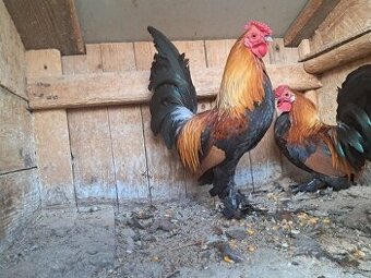 Predam kohutov Liliputky