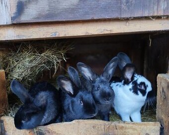 Predám zajace králiky