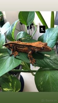 Pagekon Riasnaty (Correlophus ciliatus)